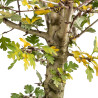 Crataegus monogyna - B5357