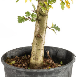 Crataegus monogyna - B5357