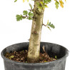 Crataegus monogyna - B5357