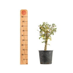 Crataegus monogyna - B5357