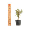 Crataegus monogyna - B5357