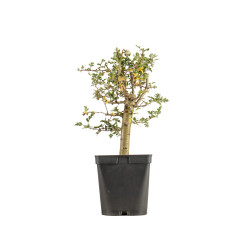 Crataegus monogyna - B5360