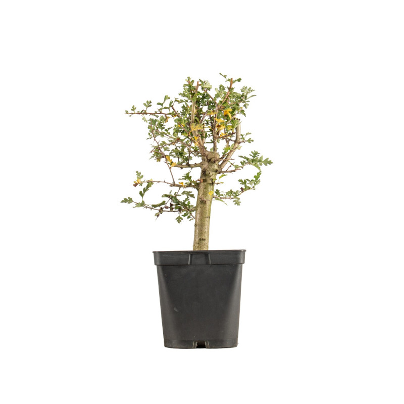 Crataegus monogyna - B5360