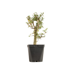 Crataegus monogyna - B5360