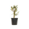 Crataegus monogyna - B5360
