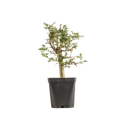 Crataegus monogyna - B5360