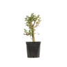 Crataegus monogyna - B5360