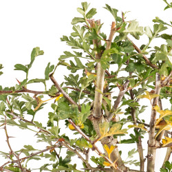 Crataegus monogyna - B5360