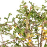 Crataegus monogyna - B5360
