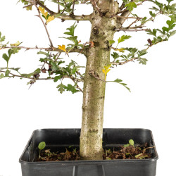 Crataegus monogyna - B5360
