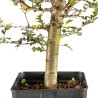 Crataegus monogyna - B5360