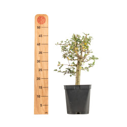 Crataegus monogyna - B5360