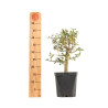 Crataegus monogyna - B5360