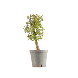 Crataegus monogyna - B5361