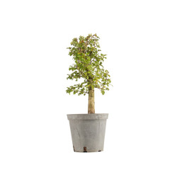 Crataegus monogyna - B5361