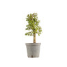 Crataegus monogyna - B5361