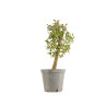 Crataegus monogyna - B5361