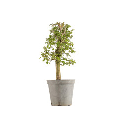 Crataegus monogyna - B5361