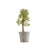 Crataegus monogyna - B5361