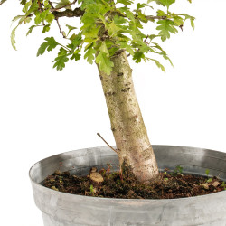 Crataegus monogyna - B5361
