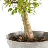 Crataegus monogyna - B5361