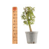 Crataegus monogyna - B5361