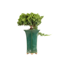 Juniperus Procumbens Nana -...