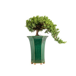 Juniperus Procumbens Nana - Sonare - B5362