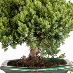 Juniperus Procumbens Nana - Sonare - B5362