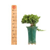 Juniperus Procumbens Nana - Sonare - B5362