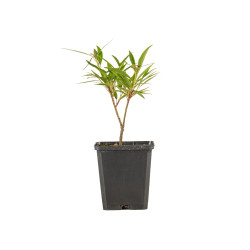 Ficus Nerifolia
