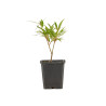 Ficus Nerifolia