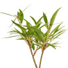 Ficus Nerifolia