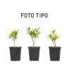 Ficus Nerifolia