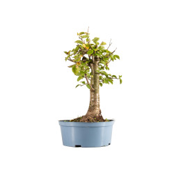 Prunus mahaleb - B5369