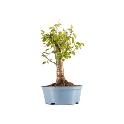 Prunus mahaleb - B5369