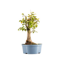 Prunus mahaleb - B5369
