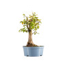 Prunus mahaleb - B5369