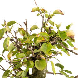 Prunus mahaleb - B5369