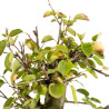 Prunus mahaleb - B5369