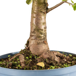 Prunus mahaleb - B5369