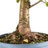 Prunus mahaleb - B5369