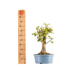Prunus mahaleb - B5369