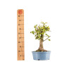 Prunus mahaleb - B5369