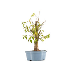 Prunus mahaleb - B5370