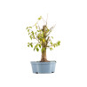 Prunus mahaleb - B5370