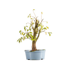 Prunus mahaleb - B5370