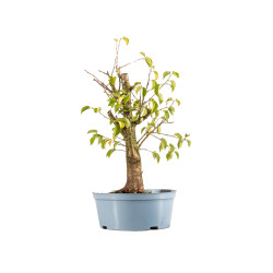 Prunus mahaleb - B5370