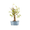 Prunus mahaleb - B5370