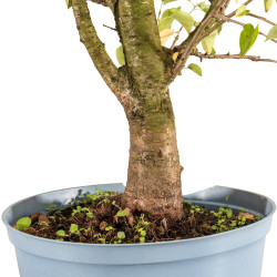 Prunus mahaleb - B5370